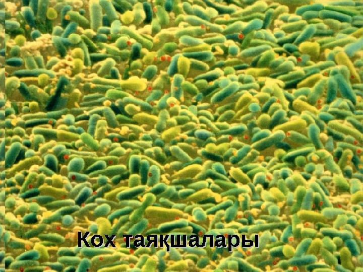 Кох таяқшаларыКох таяқшалары