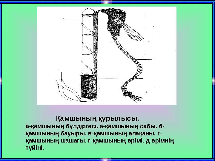 Қамшының құрылысы. а-қамшының бүлдіргесі. ә-қамшының сабы. б- қамшының бауыры. в-қамшының алақаны. г- қамшының шаш