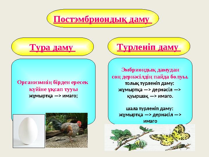 Постэмбриондық даму Тура даму Турленіп даму Организмнің бірден ересек күйіне ұқсап тууы жұмыртқа —> имаго; Эмбриондық дамудан