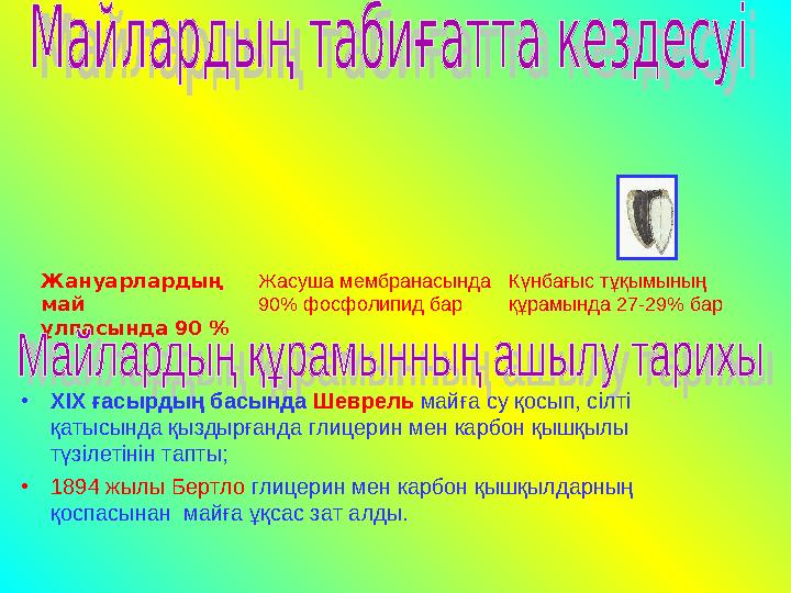 Жануарлардың май ұлпасында 90 % Жасуша мембранасында 90% фосфолипид бар Күнбағыс тұқымының құрамында 27-29% бар •ХІХ ғасырдың