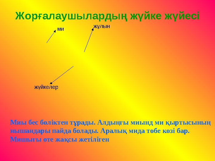 Жорғалаушылардың жүйке жүйесі ми жұлын жүйкелер Миы бес бөліктен тұрады. Алдыңғы миынд ми қыртысының нышандары пайда болады. Ар