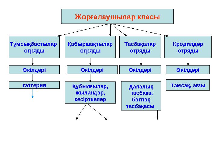 Жорғалаушылар класы Тұмсықбастылар отряды Қабыршақтылар отряды Тасбақалар отряды Кродилдер отряды Өкілдері гаттерия Өкілдері Құ