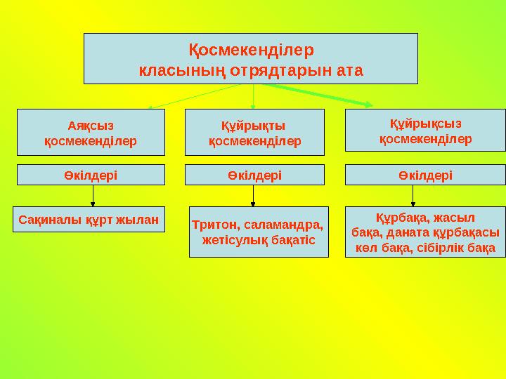 Өкілдері Қосмекенділер класының отрядтарын ата Өкілдері Өкілдері Сақиналы құрт жылан Тритон, саламандра, жетісулық бақатіс Құрб