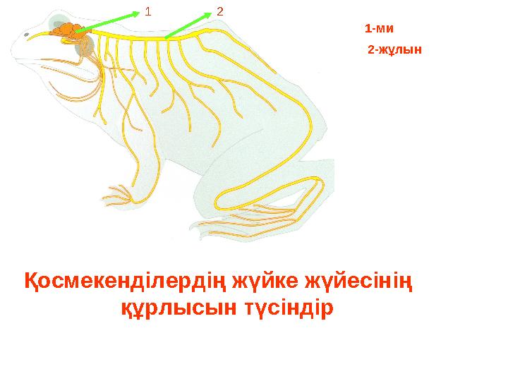 Қосмекенділердің жүйке жүйесінің құрлысын түсіндір 1 2 1-ми 2-жұлын