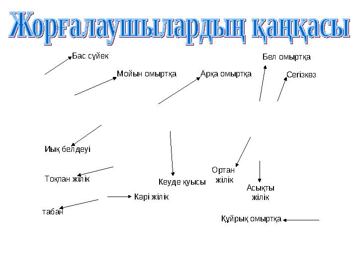 Бас сүйек Мойын омыртқа Арқа омыртқа Бел омыртқа Құйрық омыртқа Кеуде қуысы Иық белдеуі Тоқпан жілік Кәрі жілік табан Ортан жі