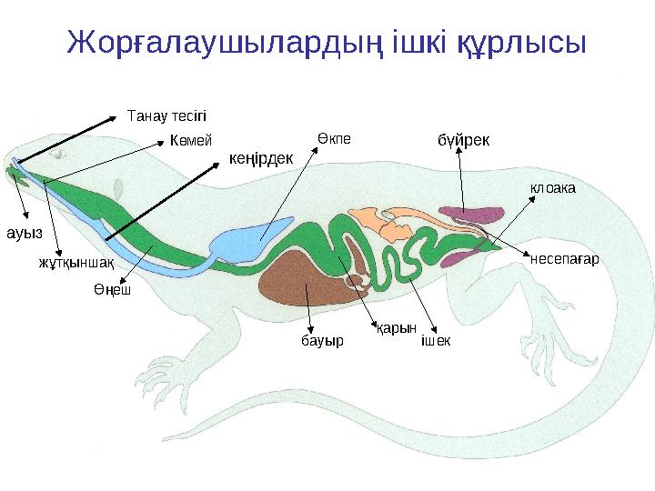 Жорғалаушылардың ішкі құрлысы Танау тесігі кеңірдек Көмей Өкпе ауыз жұтқыншақ Өңеш қарын ішек клоака бауыр бүйрек несепағар