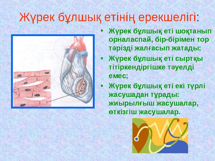 Жүрек бұлшық етінің ерекшелігі: •Жүрек бұлшық еті шоқтанып орналаспай, бір-бірімен тор тәрізді жалғасып жатады; •Жүрек бұлшық Жүрек бұлшық етінің ерекшелігі: •Жүрек бұлшық еті шоқтанып орналаспай, бір-бірімен тор тәрізді жалғасып жатады; •Жүрек бұлшық