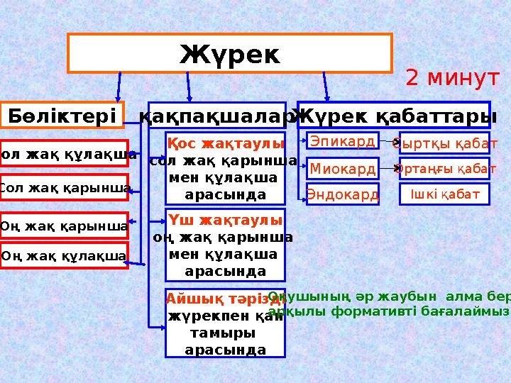Жүрек Бөліктері Сол жақ құлақша Сол жақ қарынша Оң жақ құлақша Оң жақ қарынша қақпақшалар Қос жақтаулы сол жақ қарынша мен құла Жүрек Бөліктері Сол жақ құлақша Сол жақ қарынша Оң жақ құлақша Оң жақ қарынша қақпақшалар Қос жақтаулы сол жақ қарынша мен құла