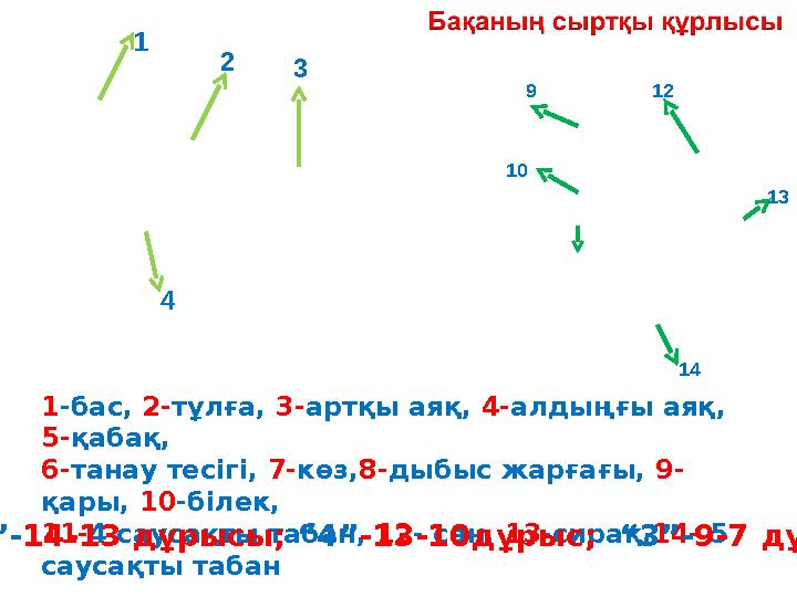 1 2 3 4 9 10 14 13 12 1-бас, 2-тұлға, 3-артқы аяқ, 4-алдыңғы аяқ, 5-қабақ, 6-танау тесігі, 7-көз,8-дыбыс жарғағы, 9- қары, 10- 1 2 3 4 9 10 14 13 12 1-бас, 2-тұлға, 3-артқы аяқ, 4-алдыңғы аяқ, 5-қабақ, 6-танау тесігі, 7-көз,8-дыбыс жарғағы, 9- қары, 10-
