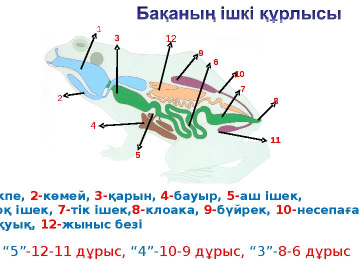 3 4 5 6 7 8 10 9 11 12 1-өкпе, 2-көмей, 3-қарын, 4-бауыр, 5-аш ішек, 6-тоқ ішек, 7-тік ішек,8-клоака, 9-бүйрек, 10-несепағар, 1 3 4 5 6 7 8 10 9 11 12 1-өкпе, 2-көмей, 3-қарын, 4-бауыр, 5-аш ішек, 6-тоқ ішек, 7-тік ішек,8-клоака, 9-бүйрек, 10-несепағар, 1