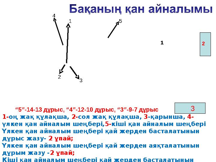 1 2 3 5 4 1 1-оң жақ құлақша, 2-сол жақ құлақша, 3-қарынша, 4- үлкен қан айналым шеңбері, 5-кіші қан айналым шеңбері Үлкен қан а 1 2 3 5 4 1 1-оң жақ құлақша, 2-сол жақ құлақша, 3-қарынша, 4- үлкен қан айналым шеңбері, 5-кіші қан айналым шеңбері Үлкен қан а