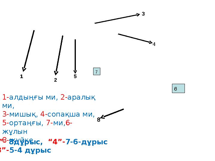 6 1 2 3 4 5 7 1-алдыңғы ми, 2-аралық ми, 3-мишық, 4-сопақша ми, 5-ортаңғы, 7-ми,6- жұлын 8-жүйке 8 “5”- 8дұрыс, “4”-7-6-дұрыс 6 1 2 3 4 5 7 1-алдыңғы ми, 2-аралық ми, 3-мишық, 4-сопақша ми, 5-ортаңғы, 7-ми,6- жұлын 8-жүйке 8 “5”- 8дұрыс, “4”-7-6-дұрыс