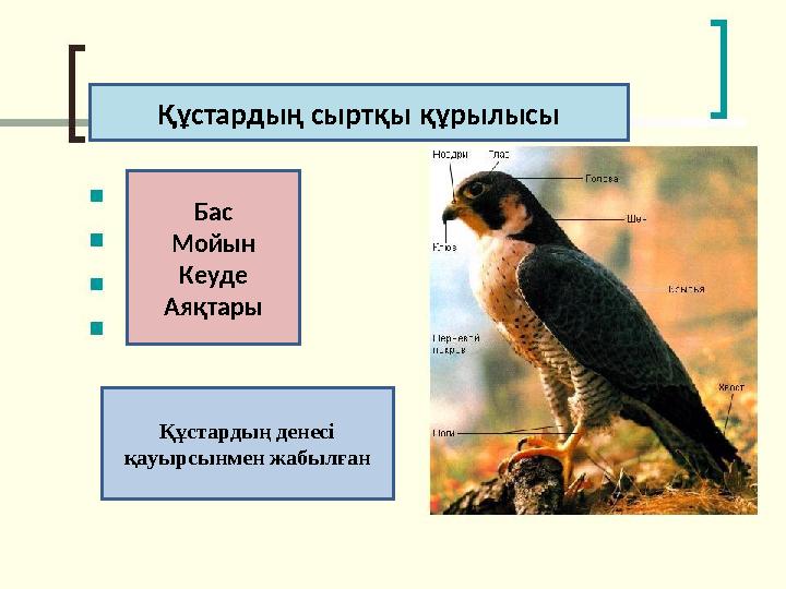 Құстардың сыртқы құрылысы Бас Мойын Кеуде Аяқтары Құстардың денесі қауырсынмен жабылған