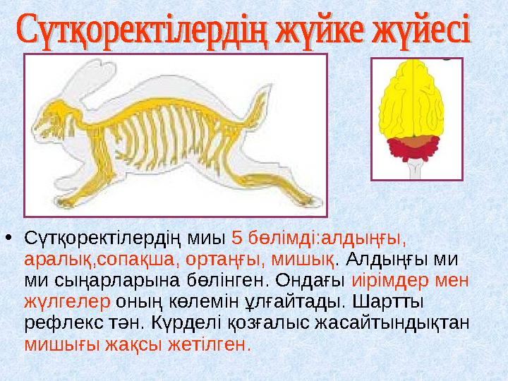 •Сүтқоректілердің миы 5 бөлімді:алдыңғы, аралық,сопақша, ортаңғы, мишық. Алдыңғы ми ми сыңарларына бөлінген. Ондағы иірімдер м