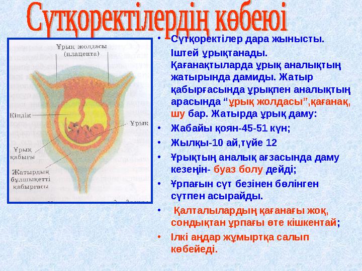 •Сүтқоректілер дара жынысты. Іштей ұрықтанады. Қағанақтыларда ұрық аналықтың жатырында дамиды. Жатыр қабырғасында ұрықпен а