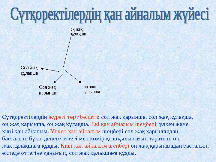 Сол жақ қарынша Сол жақ құлақша оң жақ құлақша оң жақ қарынша Сүтқоректілердің жүрегі төрт бөлікті: сол жақ қарынша, сол жақ құ