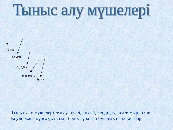 Өте үлкен кеуде және үлкен есек