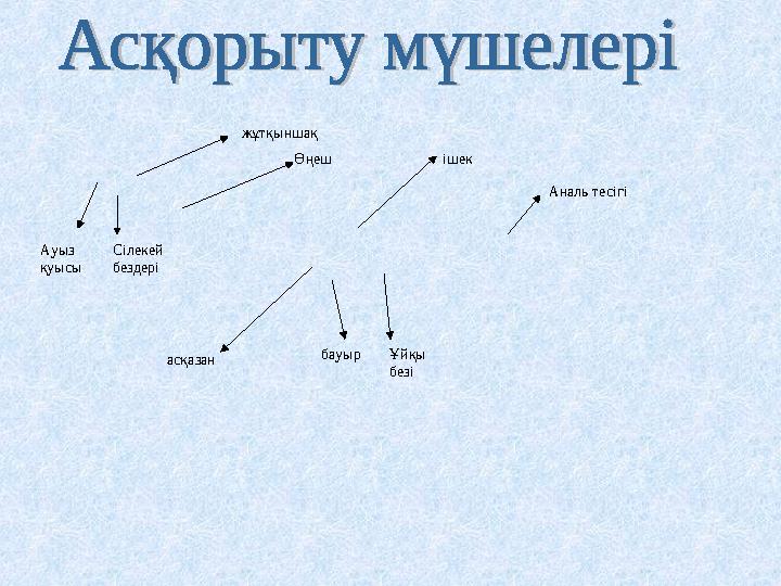 Ауыз қуысы Сілекей бездері жұтқыншақ Өңеш асқазан бауыр Ұйқы безі ішек Аналь тесігі