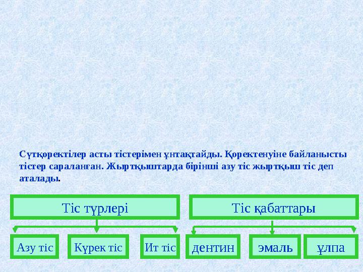 Тіс түрлері Азу тісКүрек тісИт тіс Тіс қабаттары дентинэмальұлпа Сүтқоректілер асты тістерімен ұнтақтайды. Қоректенуіне байланыс