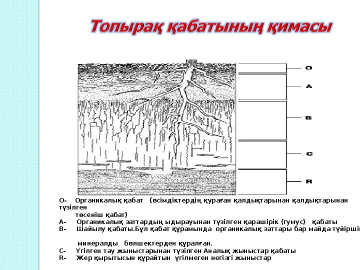 О- Органикалық қабат (өсімдіктердің қураған қалдықтарынан қалдықтарынан түзілген төсеніш қабат) А- Органикал