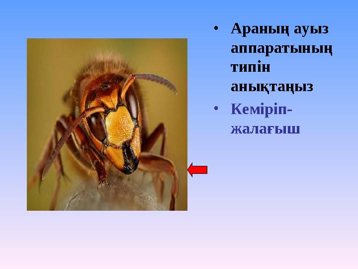 •Араның ауыз аппаратының типін анықтаңыз •Кеміріп- жалағыш