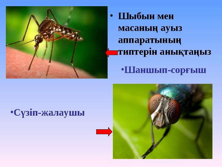 •Шыбын мен масаның ауыз аппаратының типтерін анықтаңыз •Шаншып-сорғыш •Сүзіп-жалаушы