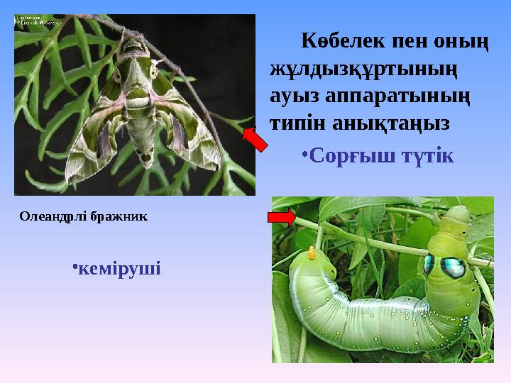 Көбелек пен оның жұлдызқұртының ауыз аппаратының типін анықтаңыз •Сорғыш түтік •кеміруші Олеандрлі бражник