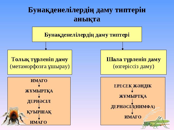 Бунақденелілердің даму типтері Бунақденелілердің даму типтерін анықта Толық түрленіп даму (метаморфозға ұшырау) Шала түрленіп д