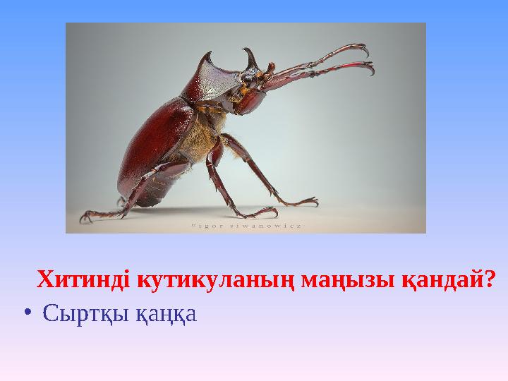 Хитинді кутикуланың маңызы қандай? •Сыртқы қаңқа