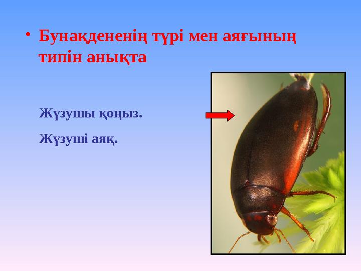 •Бунақдененің түрі мен аяғының типін анықта Жүзушы қоңыз. Жүзуші аяқ.