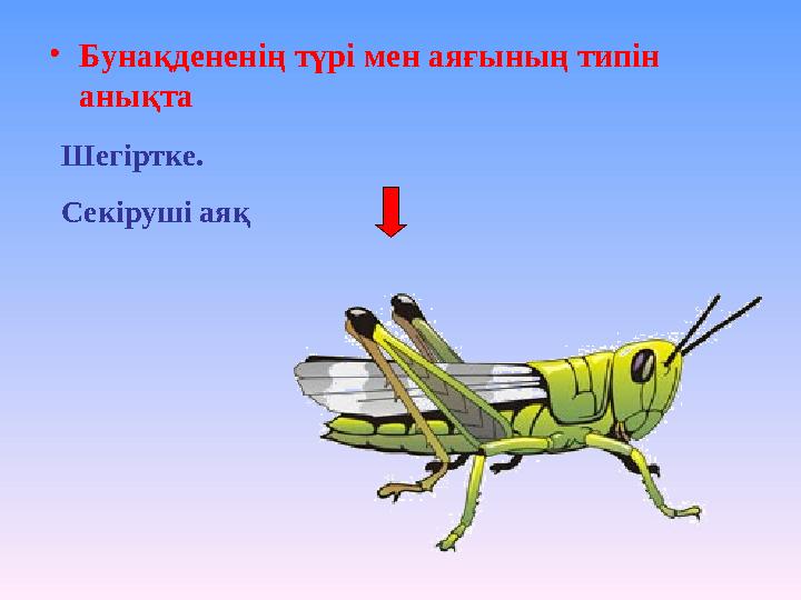 •Бунақдененің түрі мен аяғының типін анықта Шегіртке. Секіруші аяқ