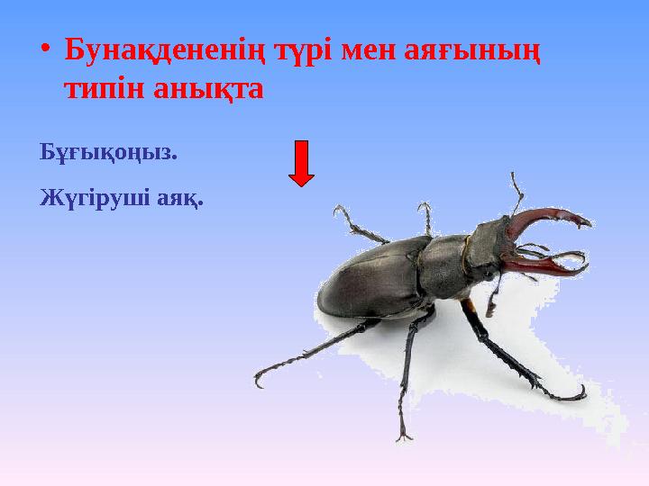 •Бунақдененің түрі мен аяғының типін анықта Бұғықоңыз. Жүгіруші аяқ.