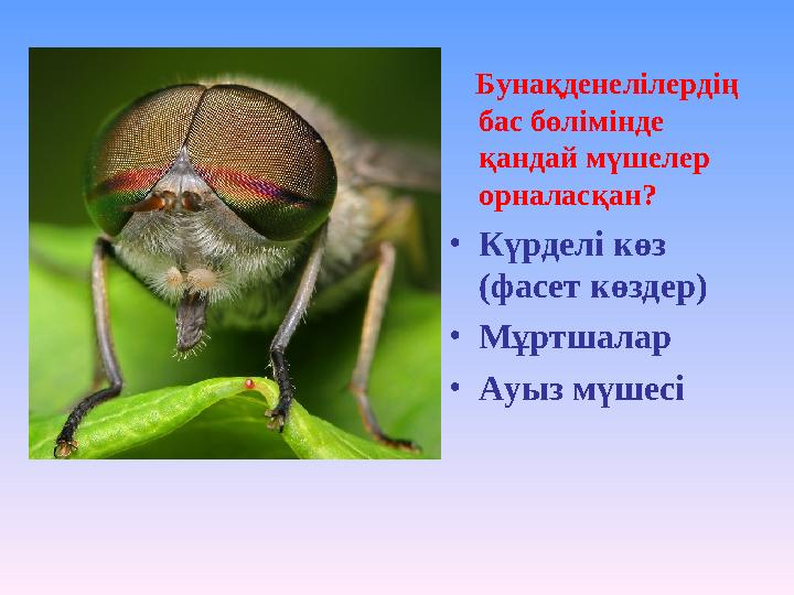 Бунақденелілердің бас бөлімінде қандай мүшелер орналасқан? •Күрделі көз (фасет көздер) •Мұртшалар •Ауыз мүшесі