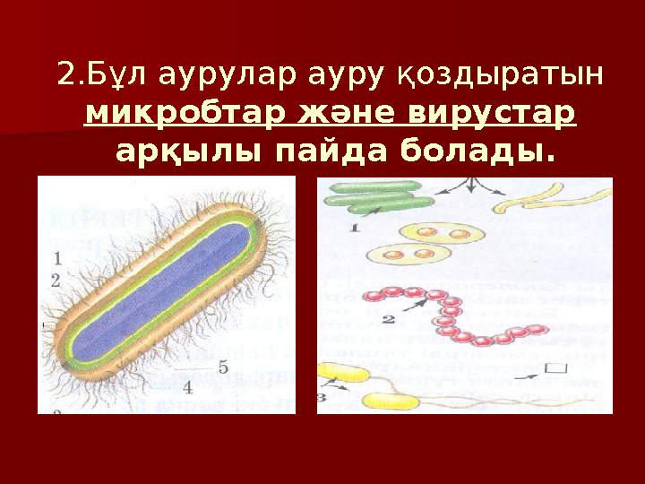 2.Бұл аурулар ауру қоздыратын микробтар және вирустар арқылы пайда болады.