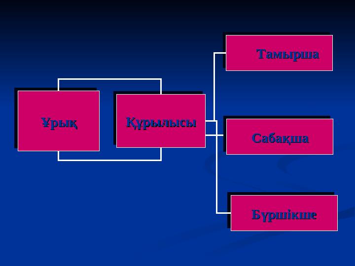 ҰрықҰрық ҰрықҰрық СабақшаСабақша СабақшаСабақша ҚұрылысыҚұрылысы ҚұрылысыҚұрылысы БүршікшеБүршікше БүршікшеБүршікше ТамыршаТамыр