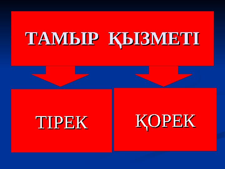 ҚОРЕКҚОРЕКҚОРЕКҚОРЕКТІРЕКТІРЕКТІРЕКТІРЕК ТАМЫР ҚЫЗМЕТІТАМЫР ҚЫЗМЕТІТАМЫР ҚЫЗМЕТІТАМЫР ҚЫЗМЕТІ