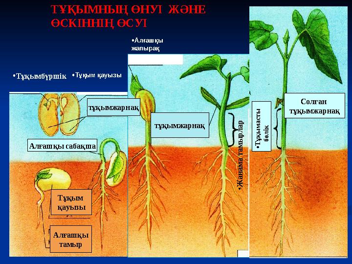 ТҰҚЫМНЫҢ ӨНУІ ЖӘНЕ ӨСКІННІҢ ӨСУІ тұқымжарнақ •Тұқым қауызы•Тұқымбүршік Тұқым қауызы Алғашқы тамыр тұқымжарнақ • Ж а н а м а