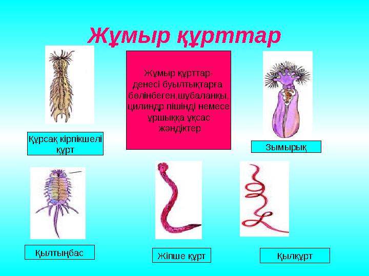 Жұмыр құрттар Жұмыр құрттар- денесі буылтықтарға бөлінбеген,шұбаланқы, цилиндр пішінді немесе ұршыққа ұқсас жәндіктер Құрсақ