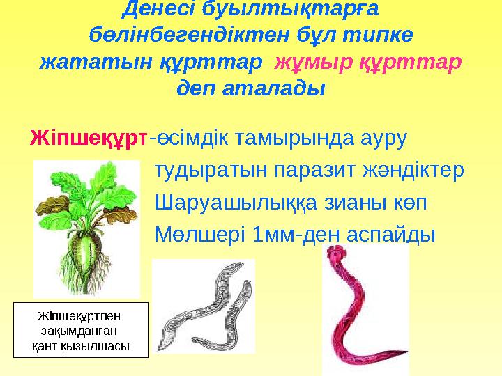 Денесі буылтықтарға бөлінбегендіктен бұл типке жататын құрттар жұмыр құрттар деп аталады Жіпшеқұрт -өсімдік тамырында ауру