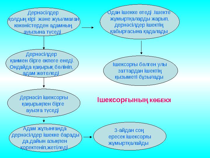 Дернәсілдер қолдың кірі және жуылмаған көкөністерден адамның ауызына түседі Одан ішекке өтеді .Ішекте жұмыртқаларды жар