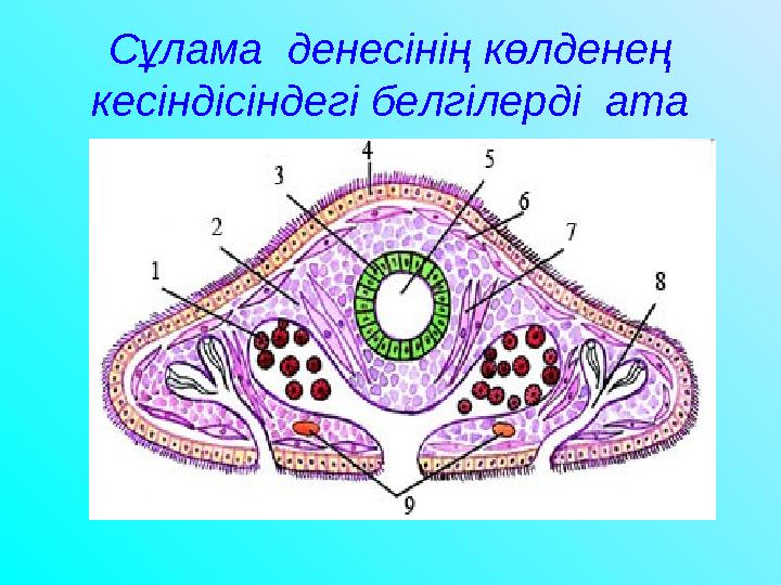 Сұлама денесінің көлденең кесіндісіндегі белгілерді ата