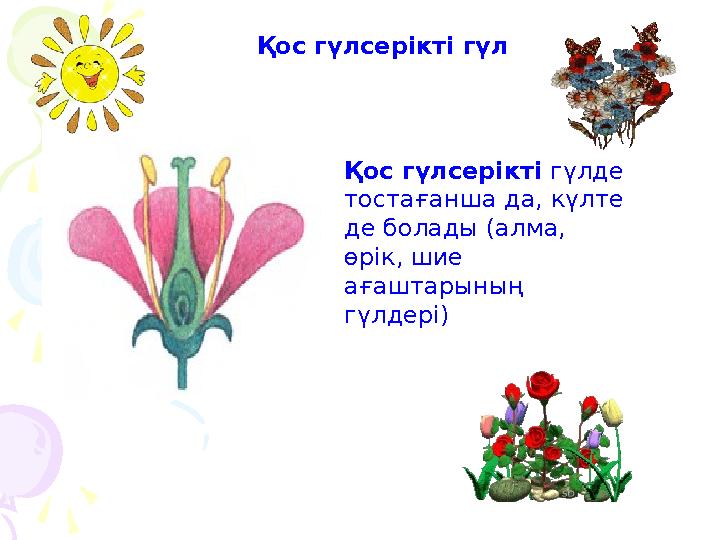 Қос гүлсерікті гүл Қос гүлсерікті гүлде тостағанша да, күлте де болады (алма, өрік, шие ағаштарының гүлдері)