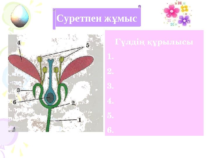 Суретпен жұмыс Гүлдің құрылысы 1. 2. 3. 4. 5. 6.