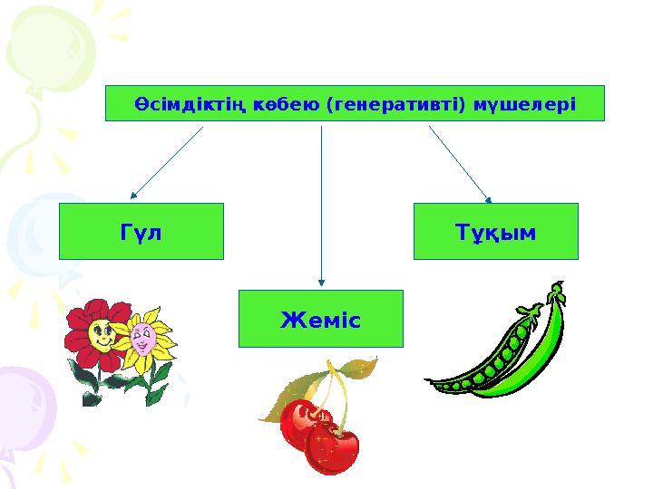 Өсімдіктің көбею (генеративті) мүшелері Гүл Жеміс Тұқым