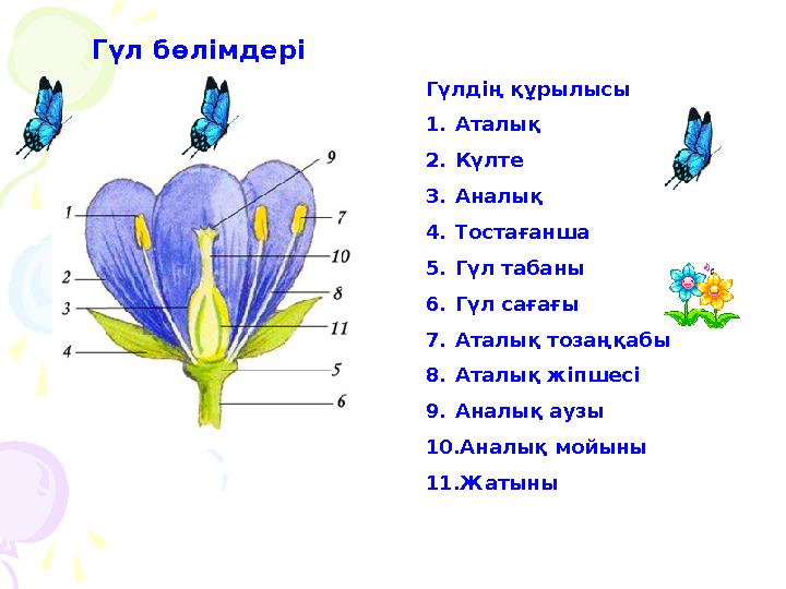 Гүл бөлімдері Гүлдің құрылысы 1.Аталық 2.Күлте 3.Аналық 4.Тостағанша 5.Гүл табаны 6.Гүл сағағы 7.Аталық тозаңқабы 8.Аталық ж