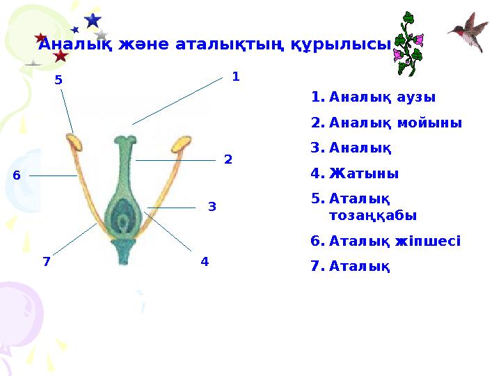 Аналық және аталықтың құрылысы 1 2 3 4 5 6 7 1.Аналық аузы 2.Аналық мойыны 3.Аналық 4.Жатыны 5.Аталық тозаңқабы 6.Аталық жіп