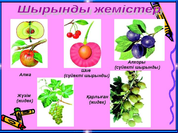 Алма Шие (сүйекті шырынды) Алхоры (сүйекті шырынды) Жүзім (жидек) Қарлыған (жидек)