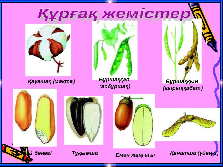 Қауашақ (мақта) Бұршаққап (асбұршақ) Бұршаққын (қырыққабат) Бидай дәнегі Тұқымша Емен жаңғағы Қанатша (үйеңкі)