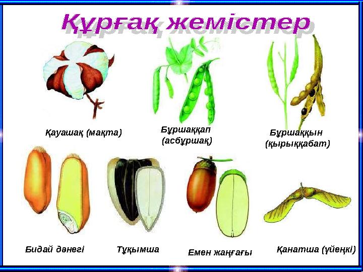 Қауашақ (мақта) Бұршаққап (асбұршақ) Бұршаққын (қырыққабат) Бидай дәнегі Тұқымша Емен жаңғағы Қанатша (үйеңкі)