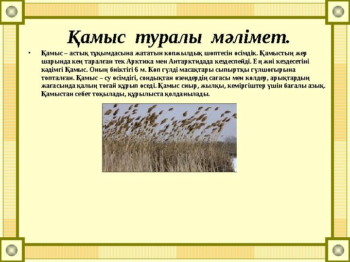Қамыс туралы мәлімет. •Қамыс – астық тұқымдасына жататын көпжылдық шөптесін өсімдік. Қамыстың жер шарында кең таралған тек Ар